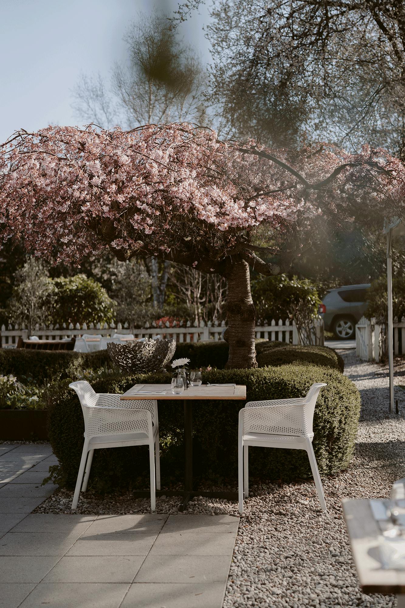 Blossoms