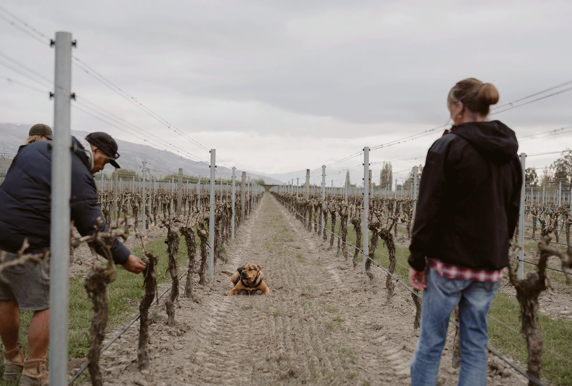 Ace in Eden Vineyard