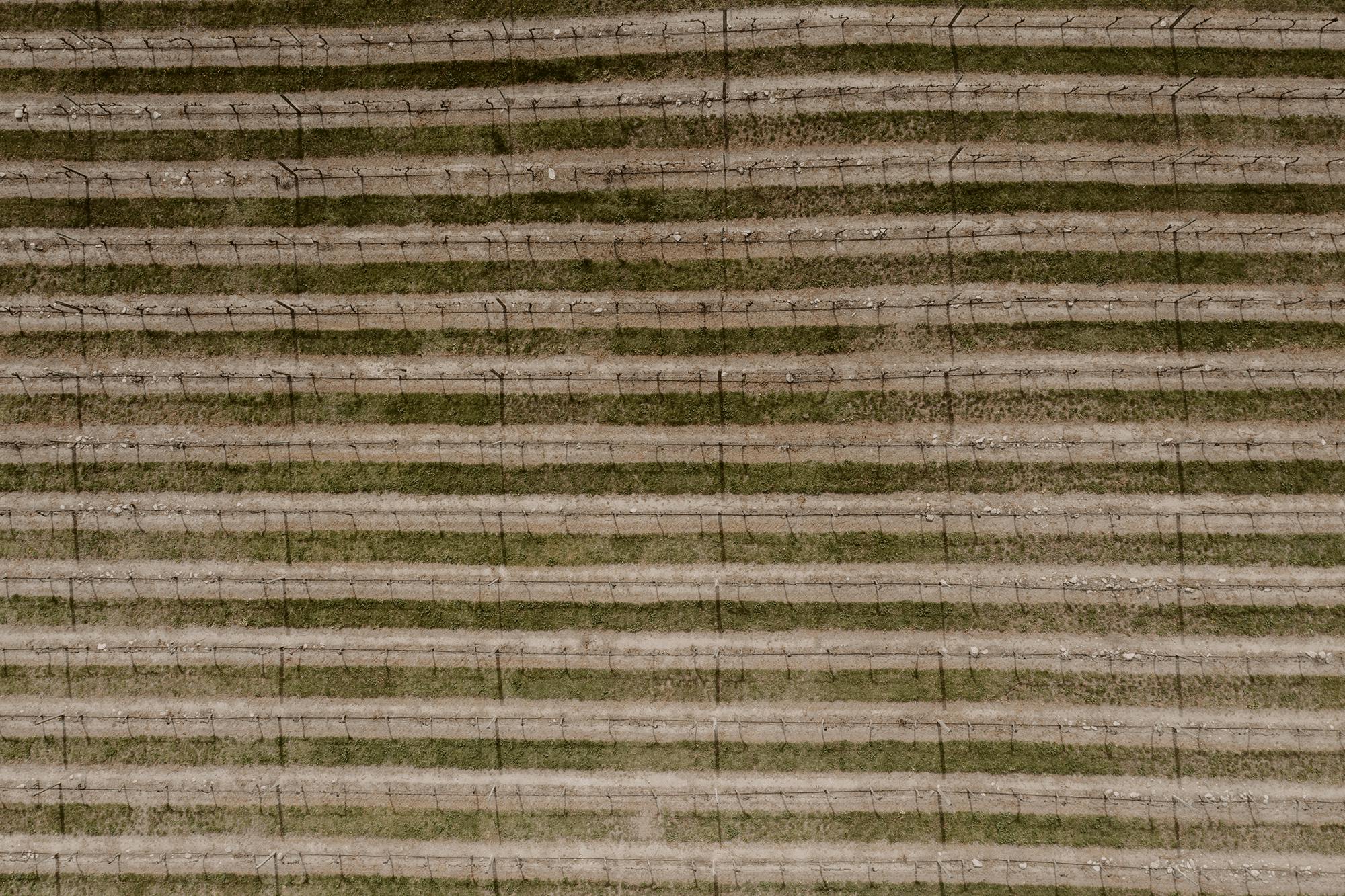 Cairnmuir Aerial view of vineyard rows