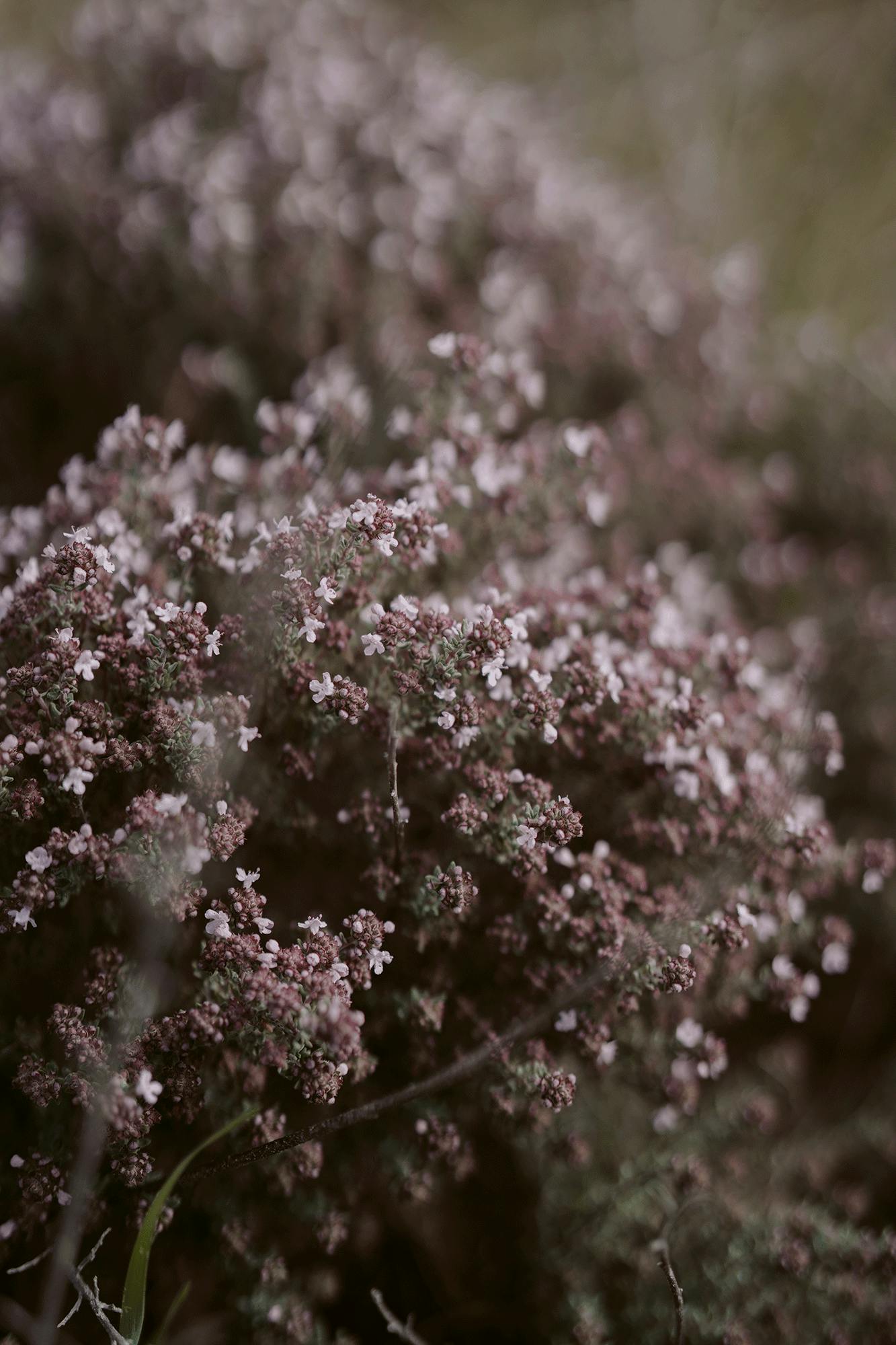 Cairnmuir Road Flowering Thyme