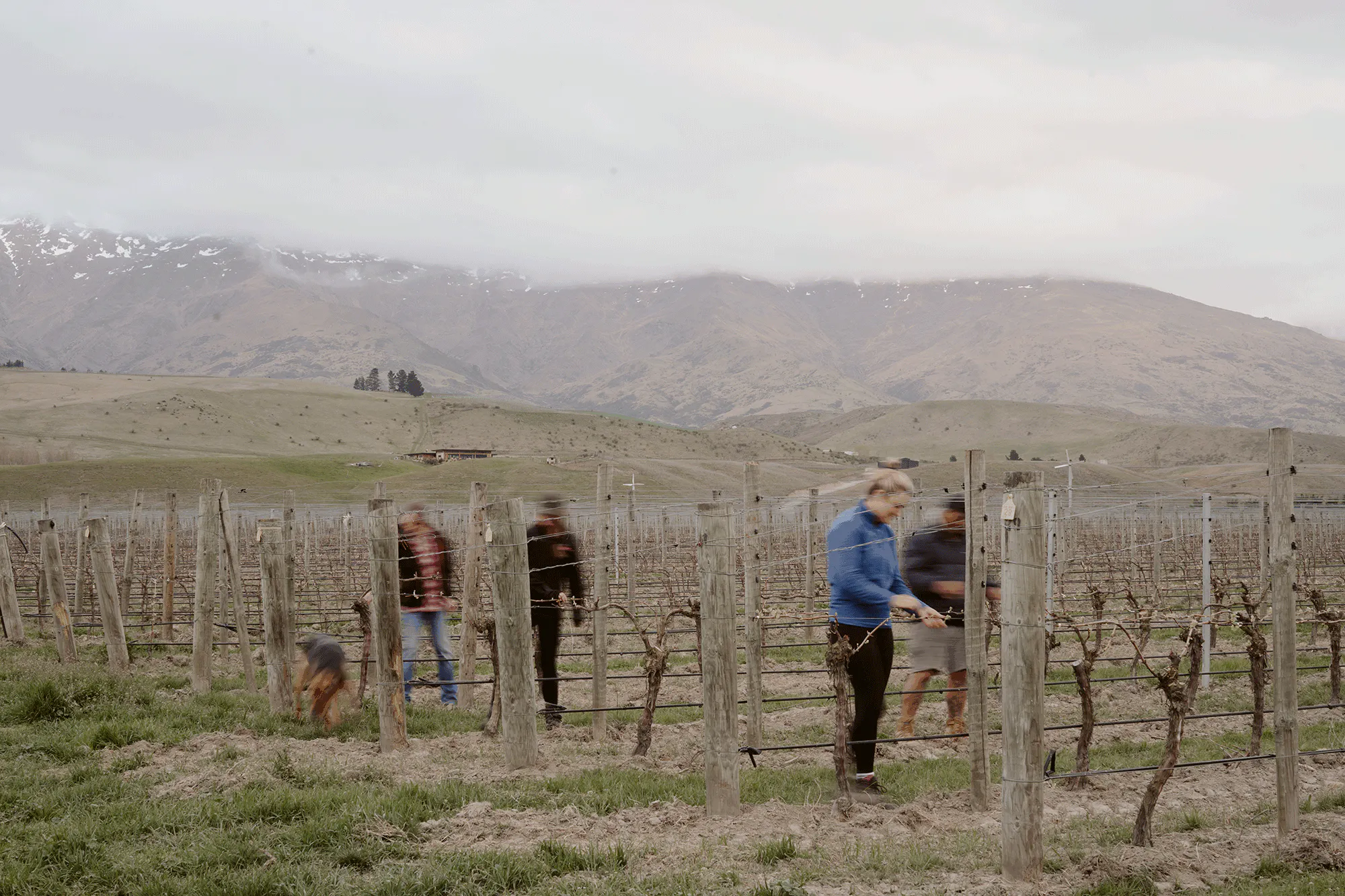 Eden Vineyard movement