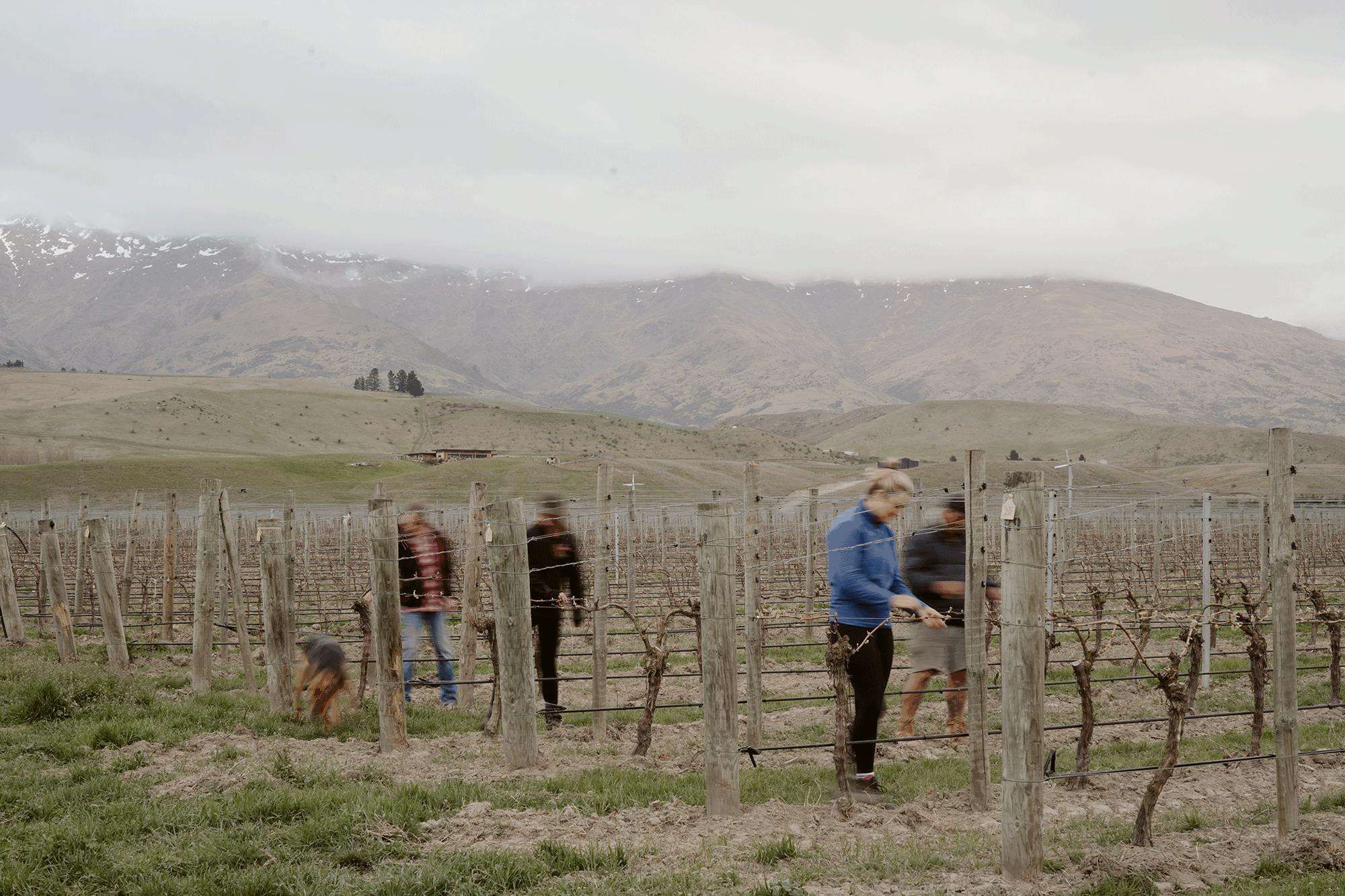 Eden Vineyard movement