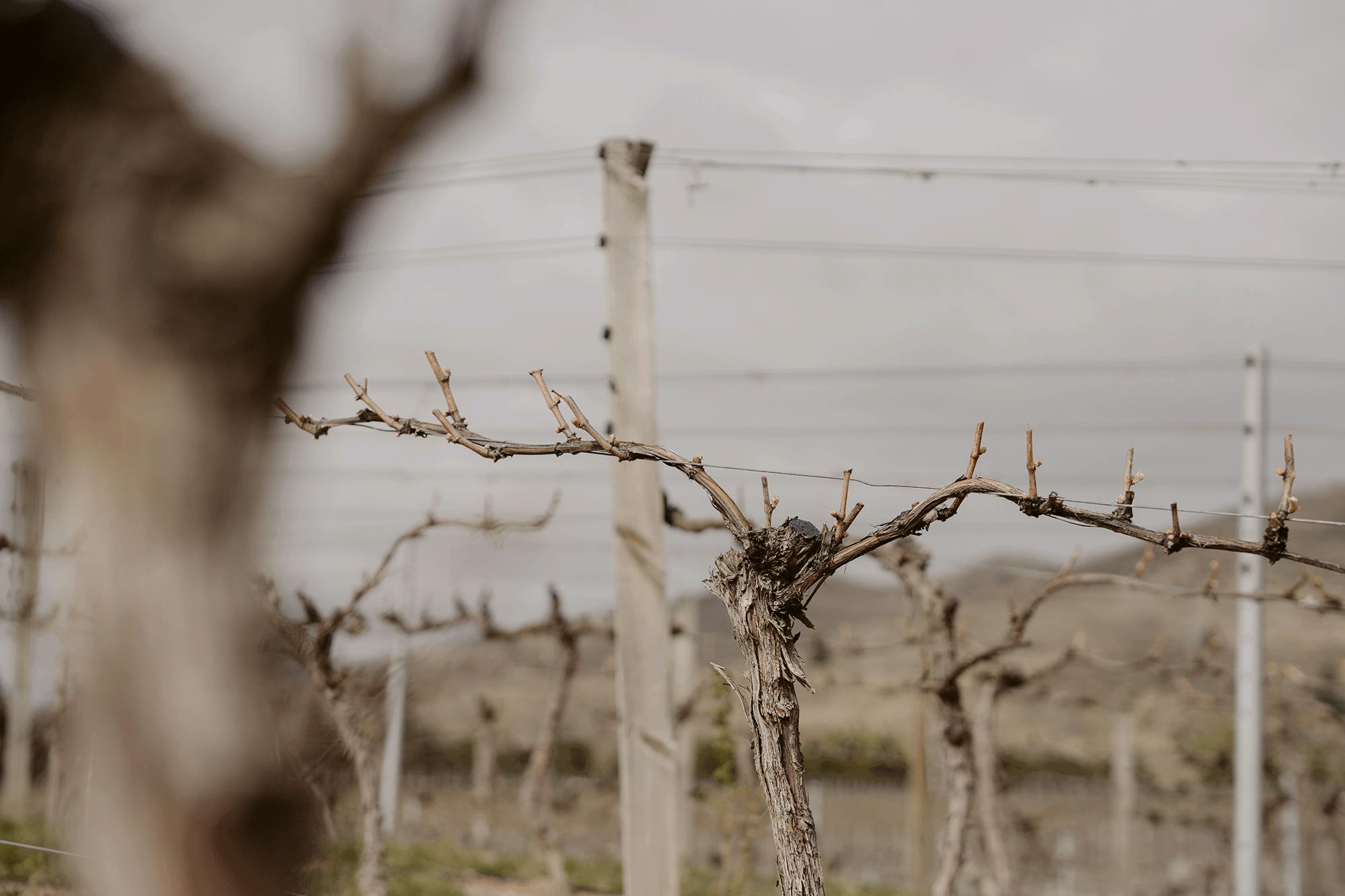 Felton Terraces budburst