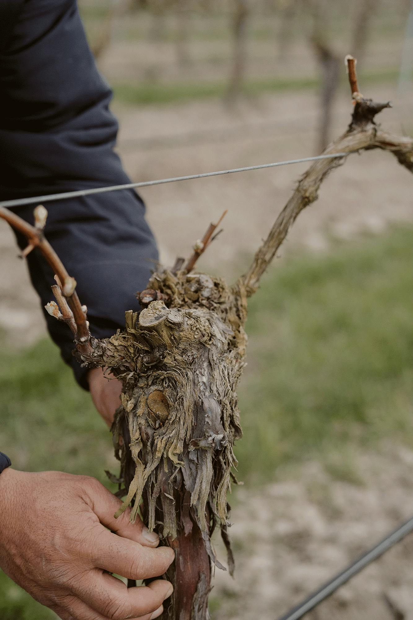 Murrell Hand on Vine