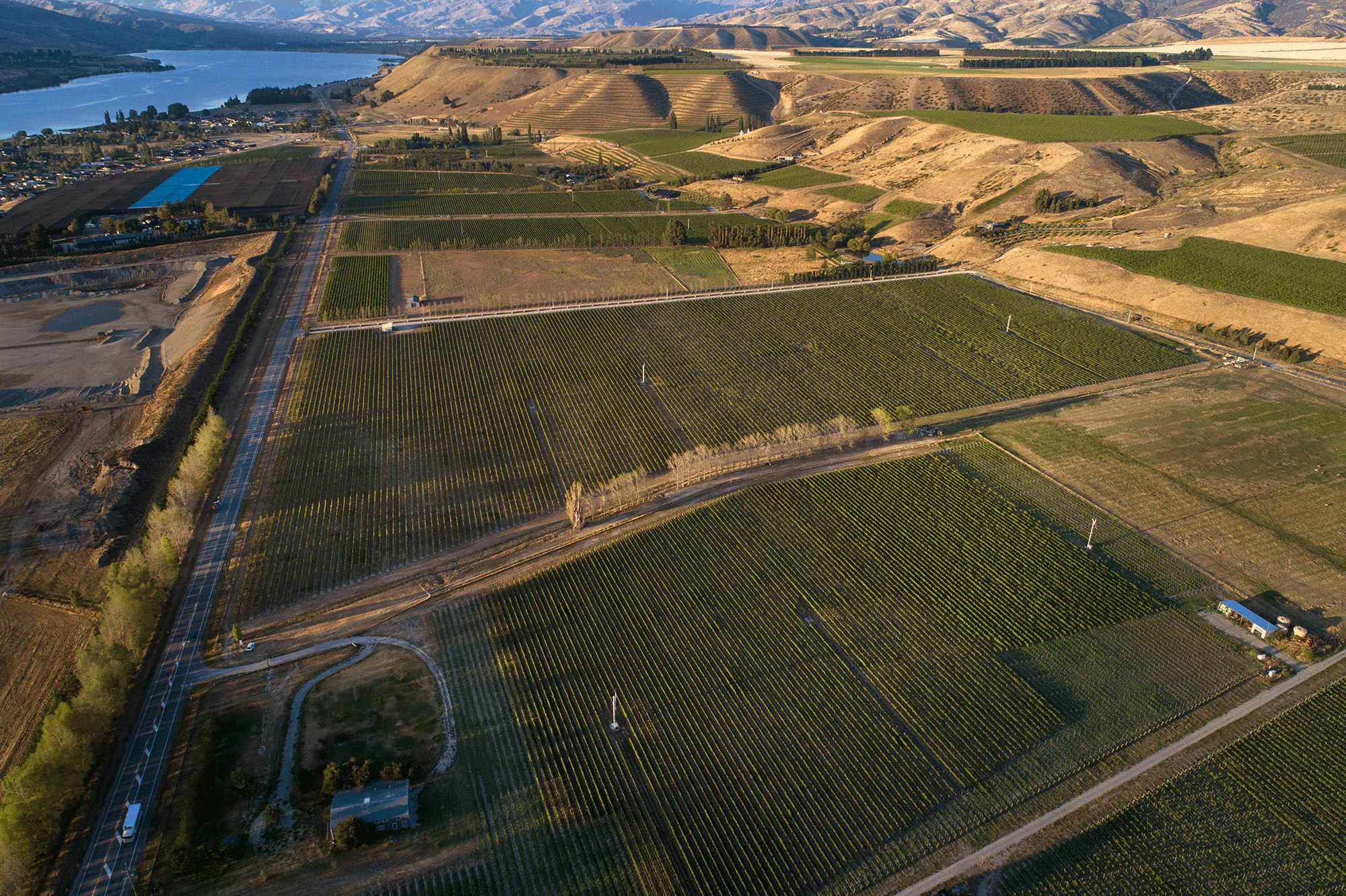 Murrell Vineyard Pisa