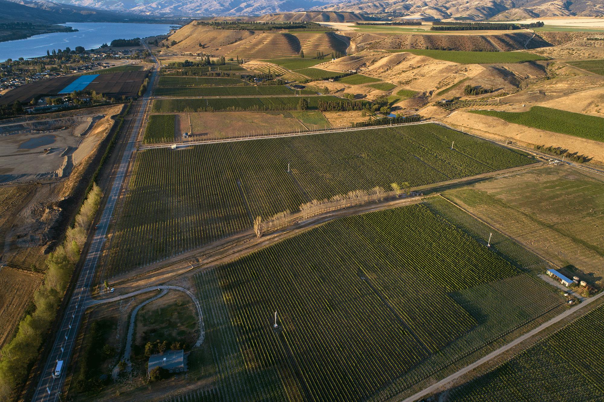 Murrell Vineyard Pisa