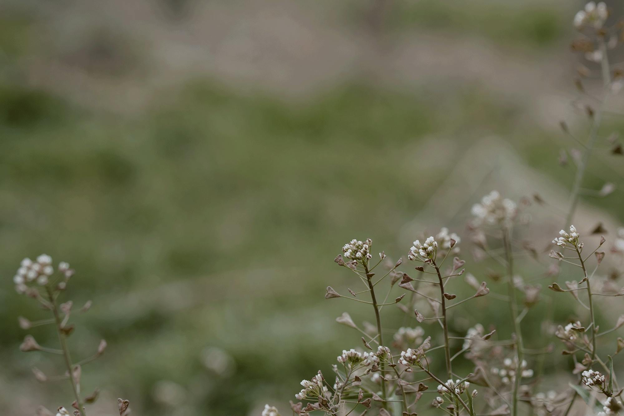 Murrell spring growth