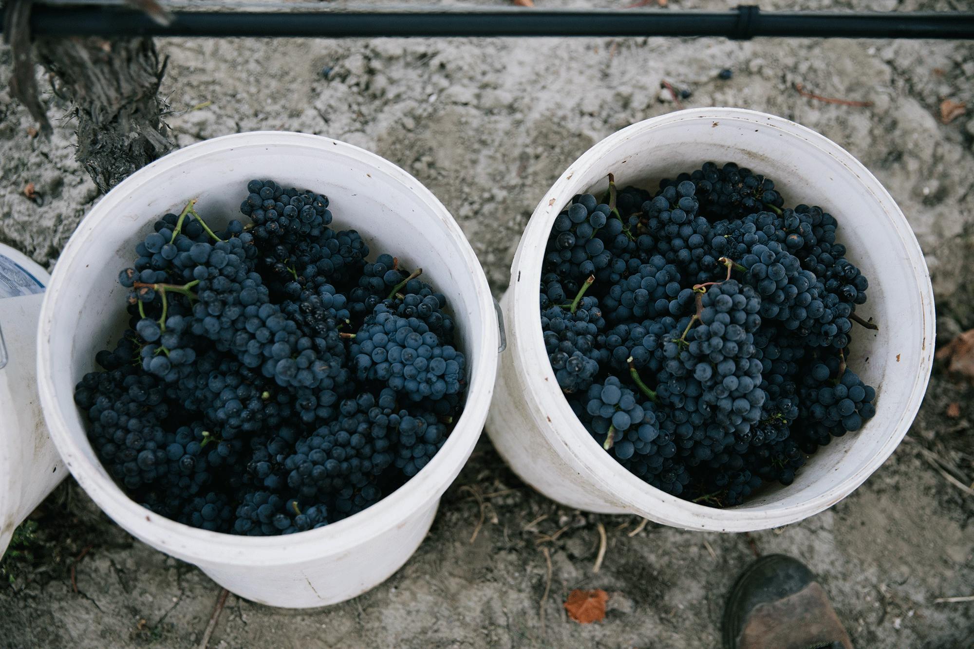 Newly harvested Pinot Noir grapes