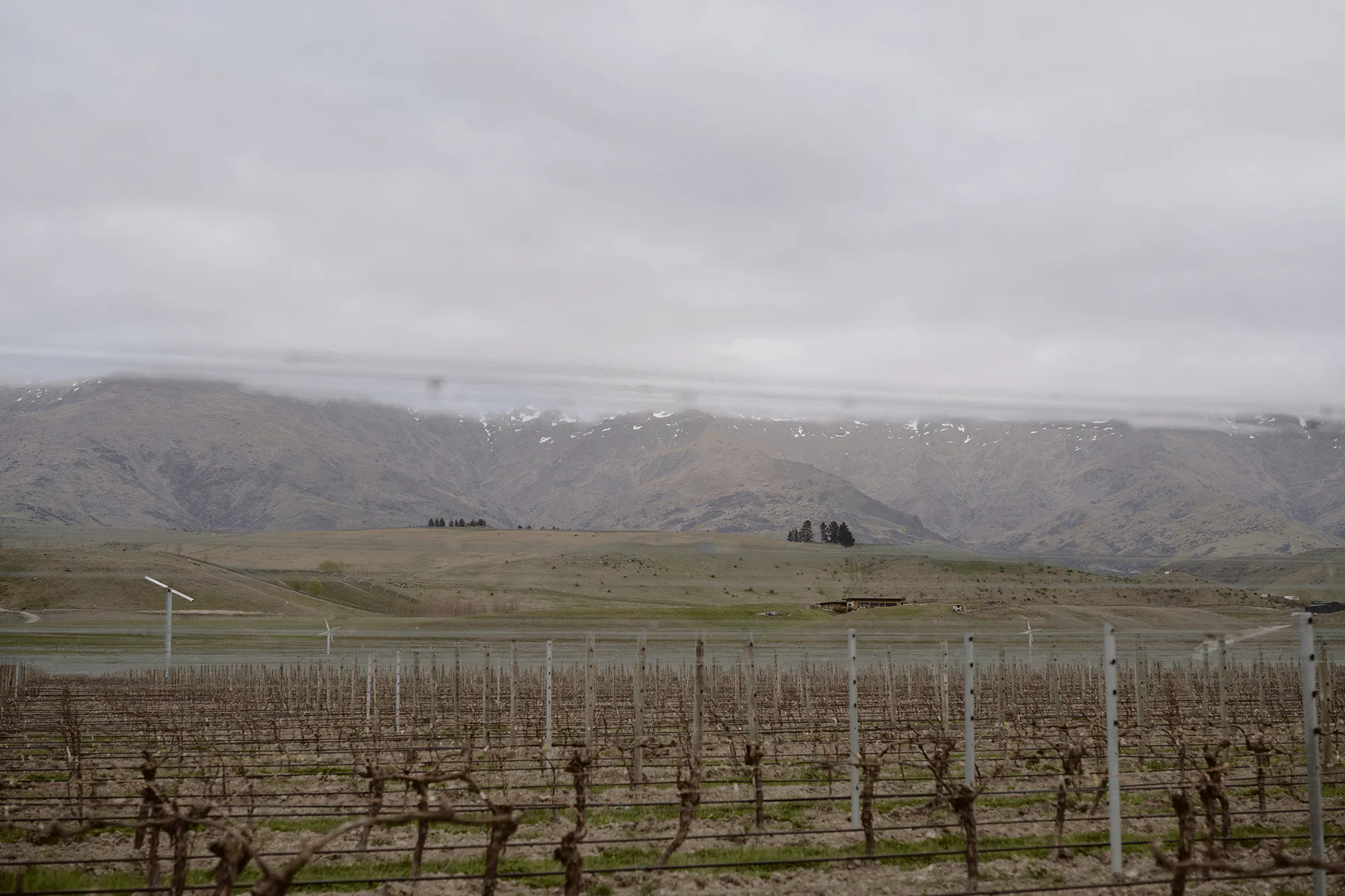 Pisa vineyards