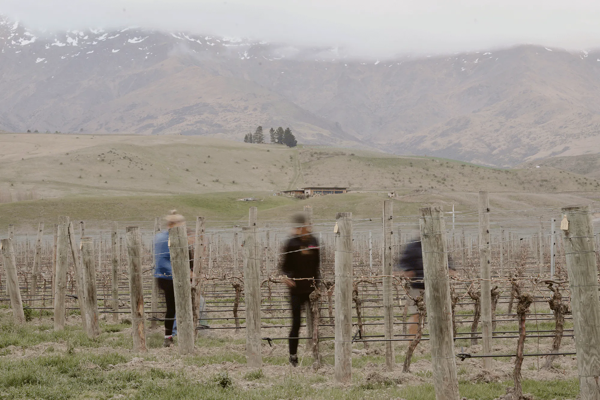 Vineyard team movement