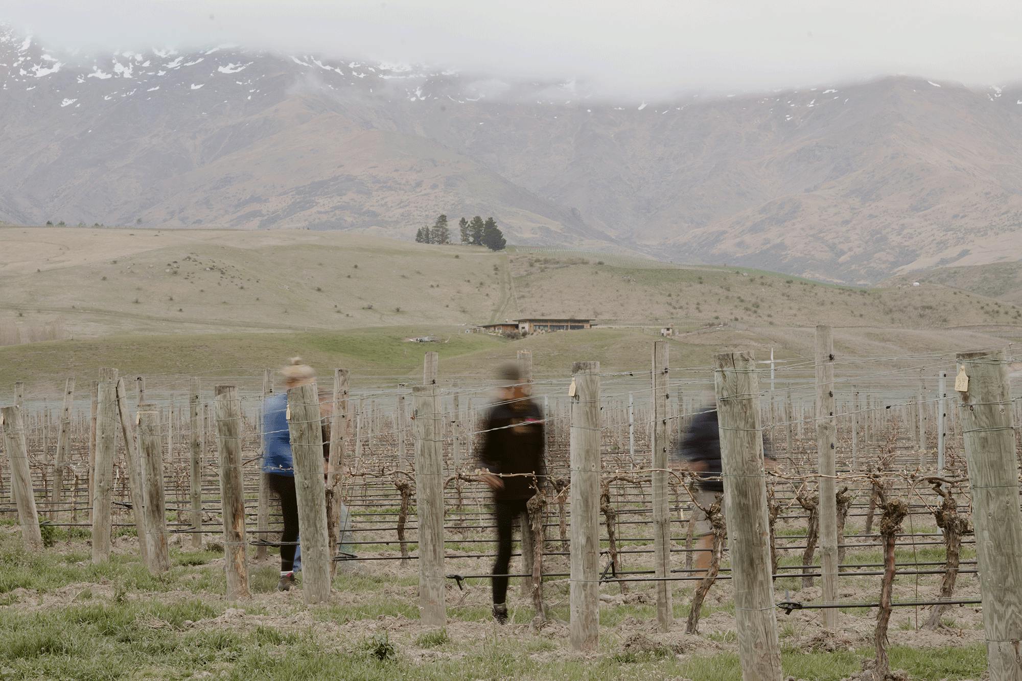 Vineyard team movement