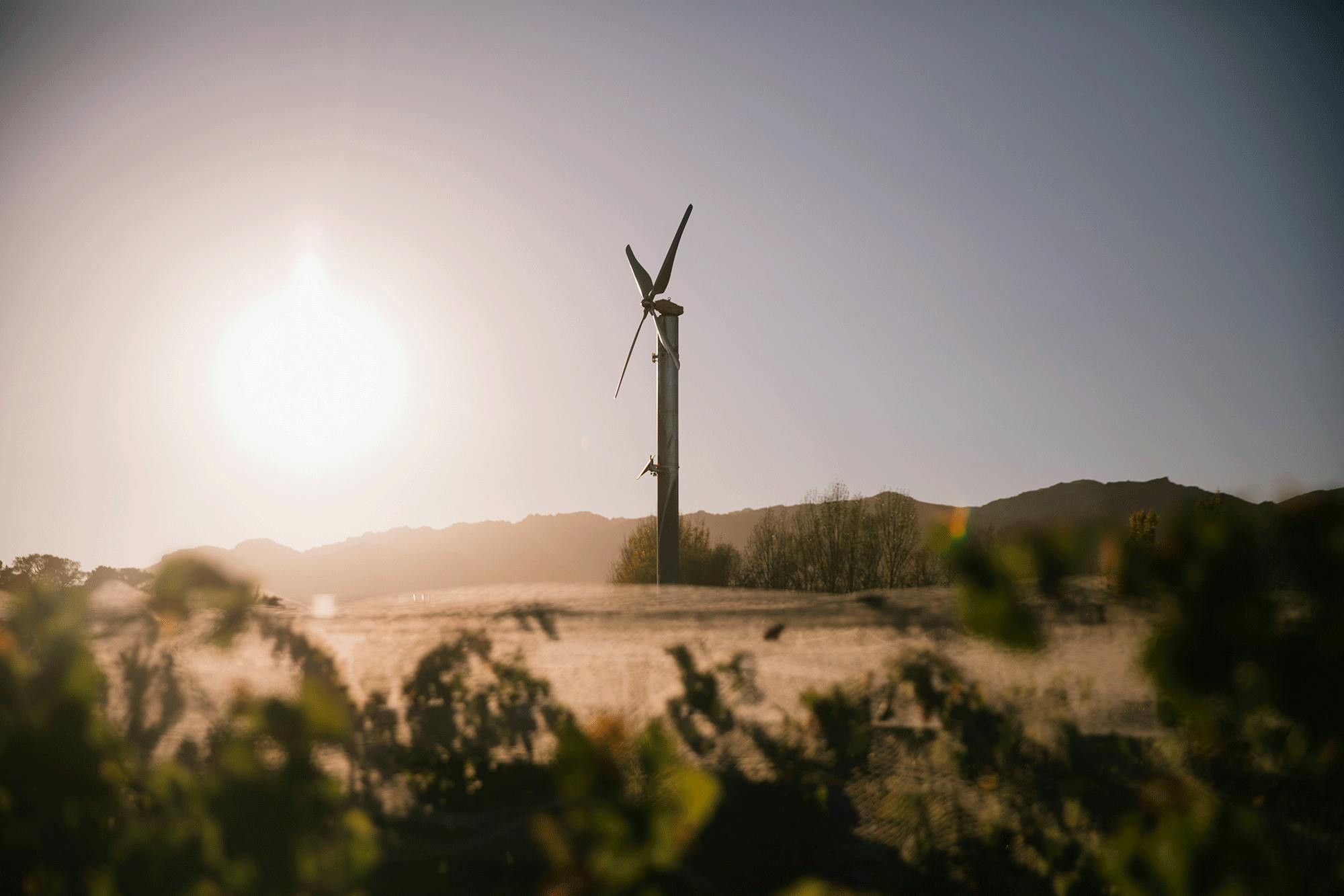 Wind machine in vineyard