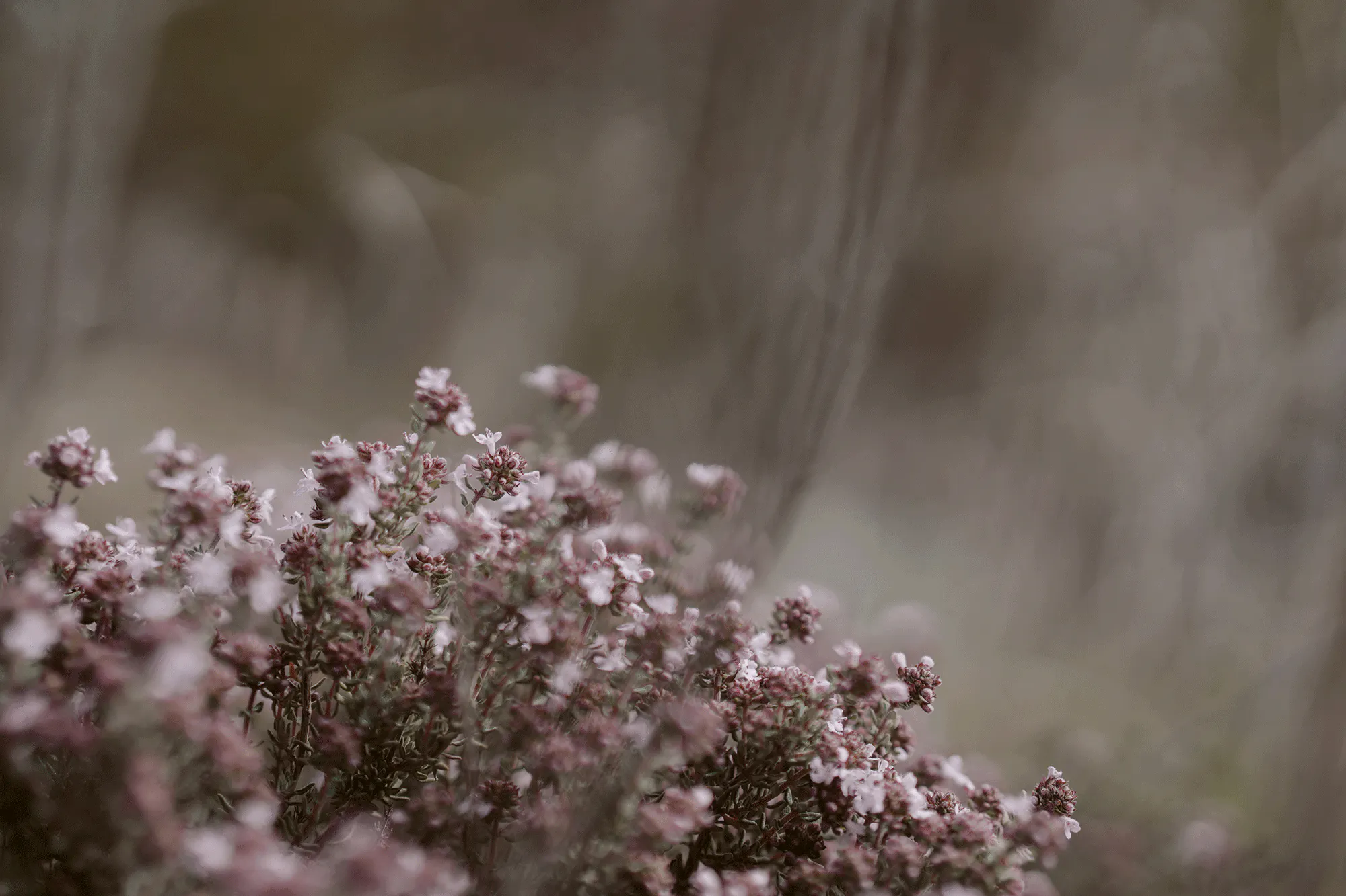 Flowering thyme
